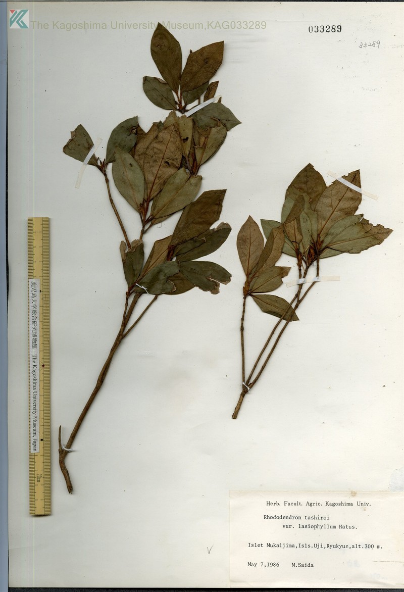 Rhododendron tashiroi var. lasiophyllum photo 5