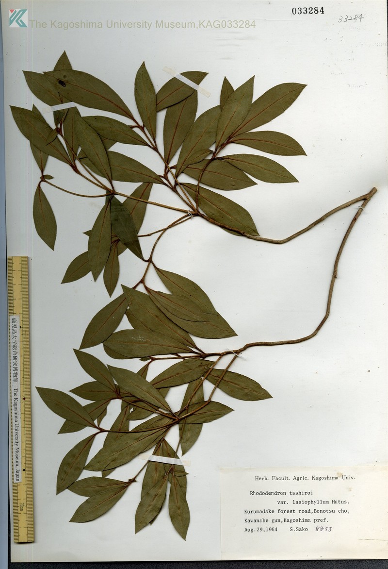 Rhododendron tashiroi var. lasiophyllum photo 6