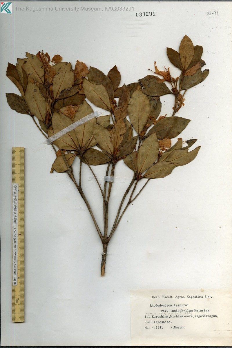Rhododendron tashiroi var. lasiophyllum photo 7