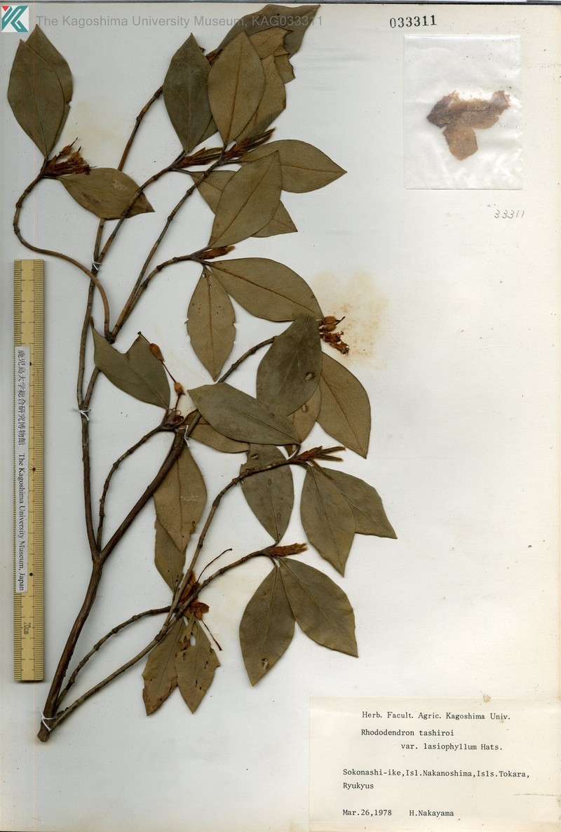 Rhododendron tashiroi var. lasiophyllum photo 8