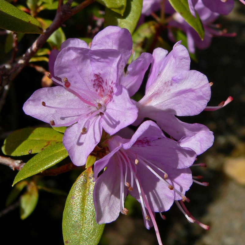 Rhododendron tatsienense
