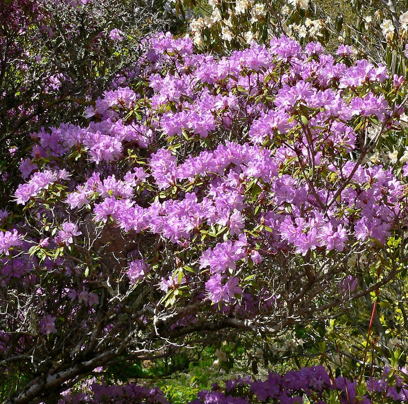 Rhododendron tatsienense photo 2
