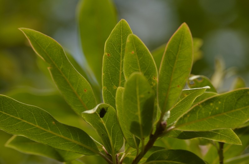 Rhododendron tatsienense photo 3