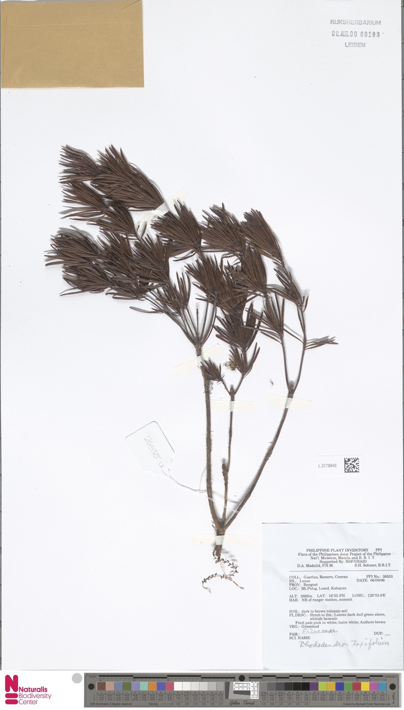 Rhododendron taxifolium
