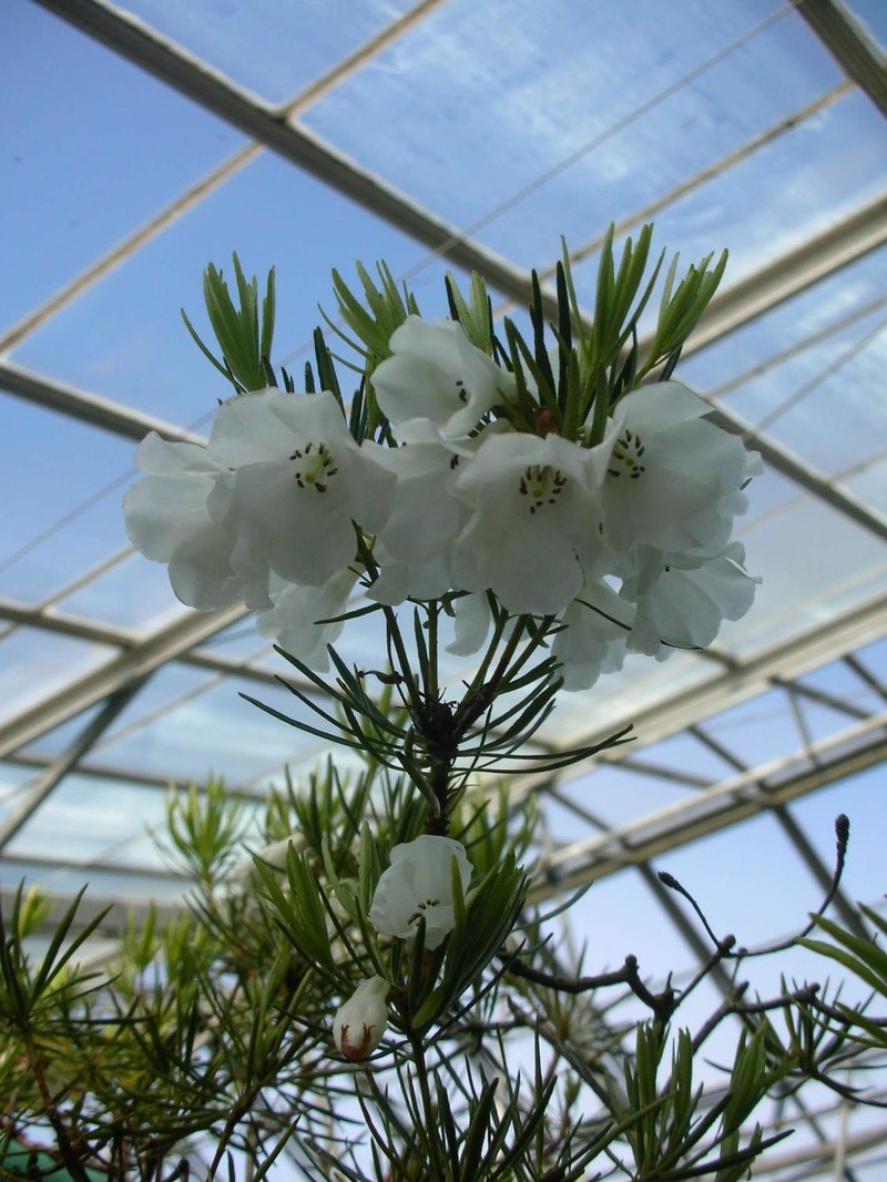 Rhododendron taxifolium photo 3