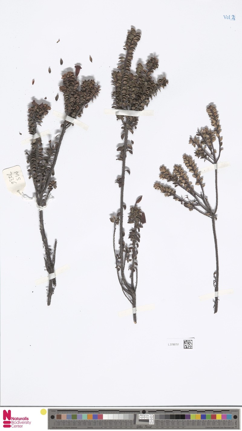 Rhododendron taxoides