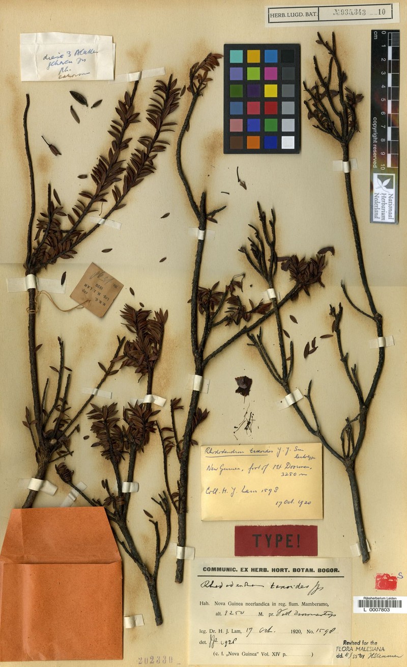Rhododendron taxoides photo 3