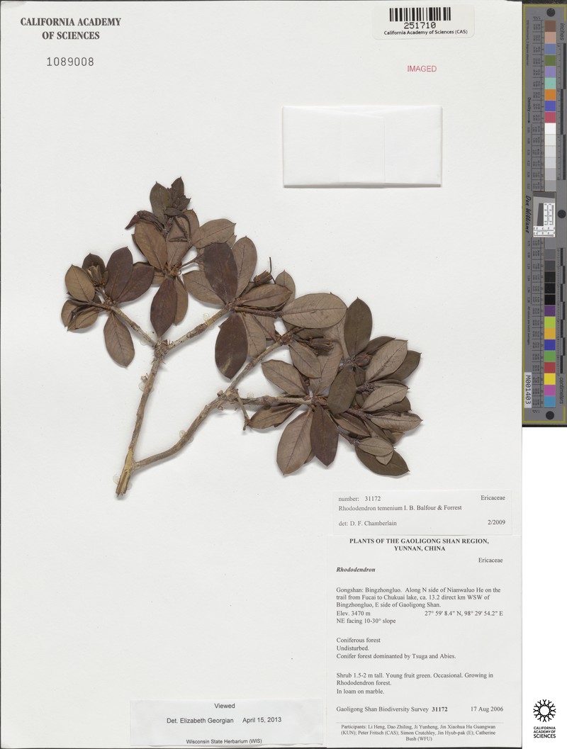 Rhododendron temenium