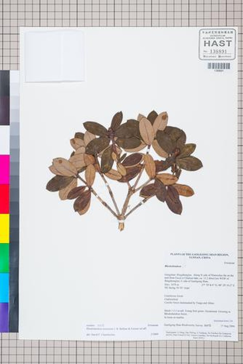 Rhododendron temenium photo 2