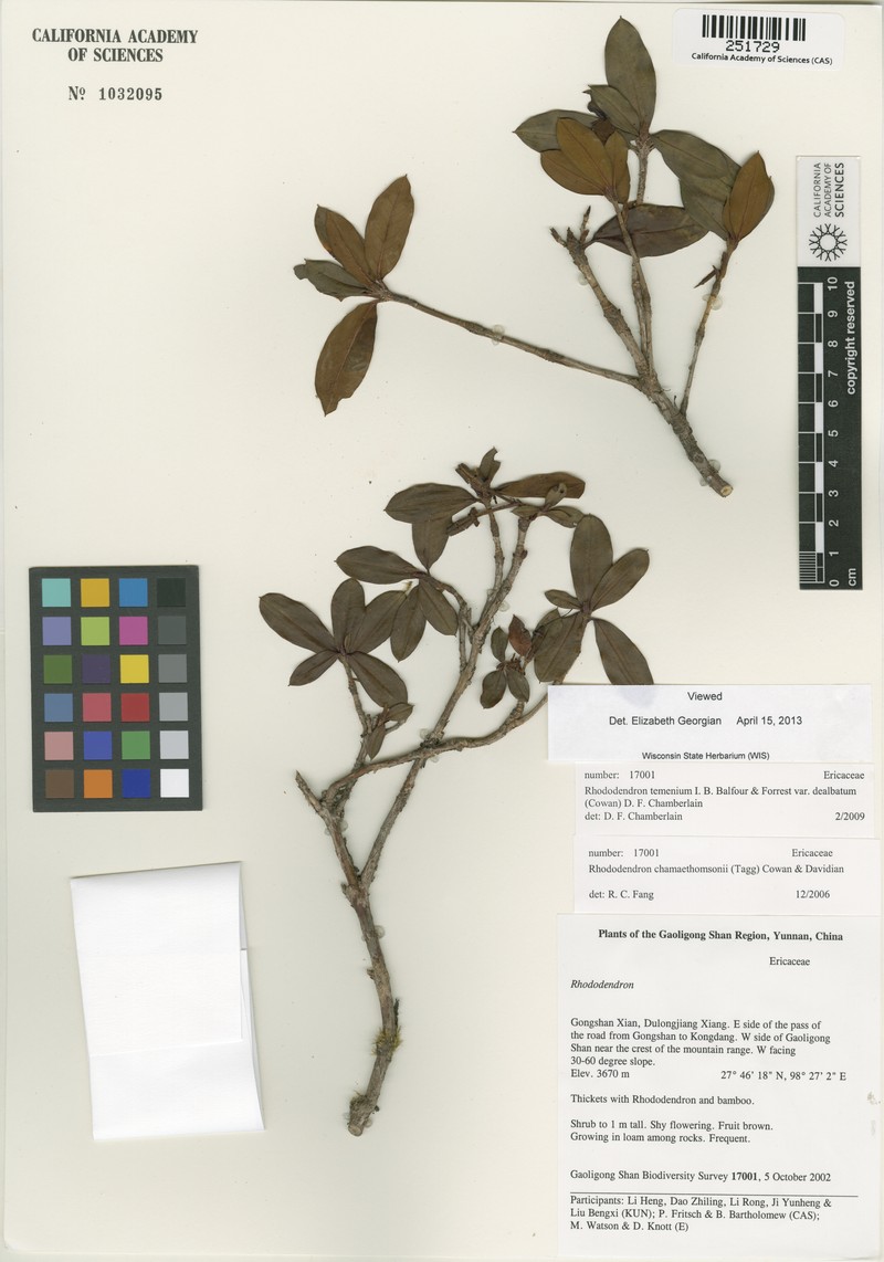Rhododendron temenium var. dealbatum