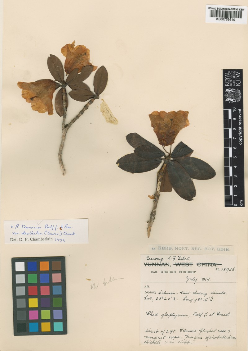 Rhododendron temenium var. dealbatum photo 2