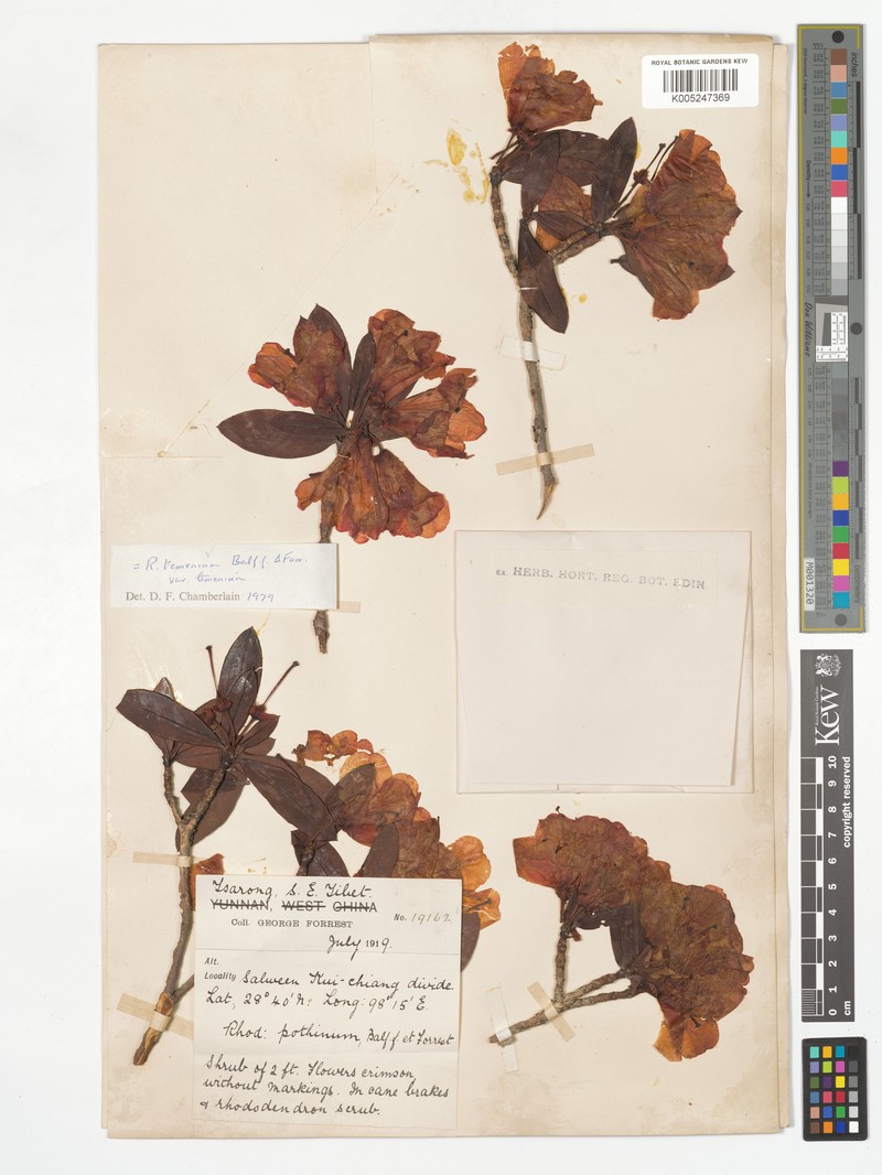 Rhododendron temenium var. temenium