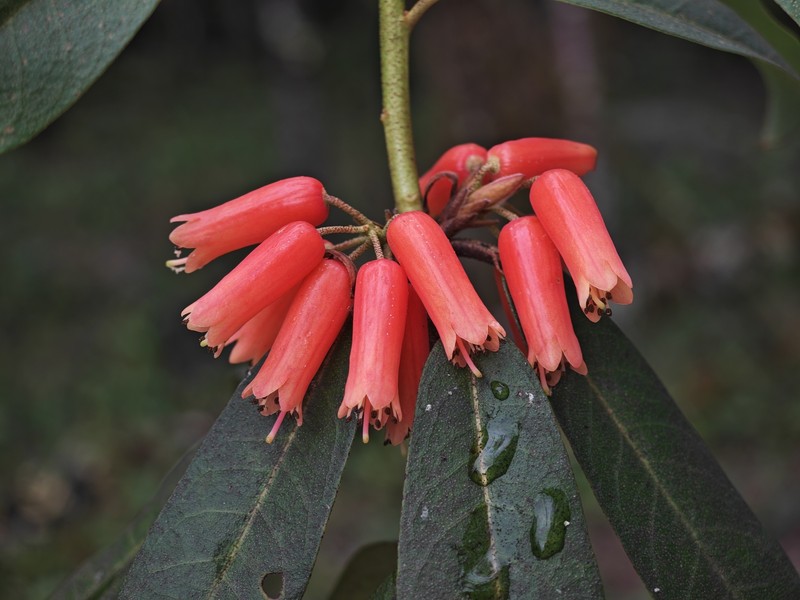 Rhododendron tenuifolium photo 2