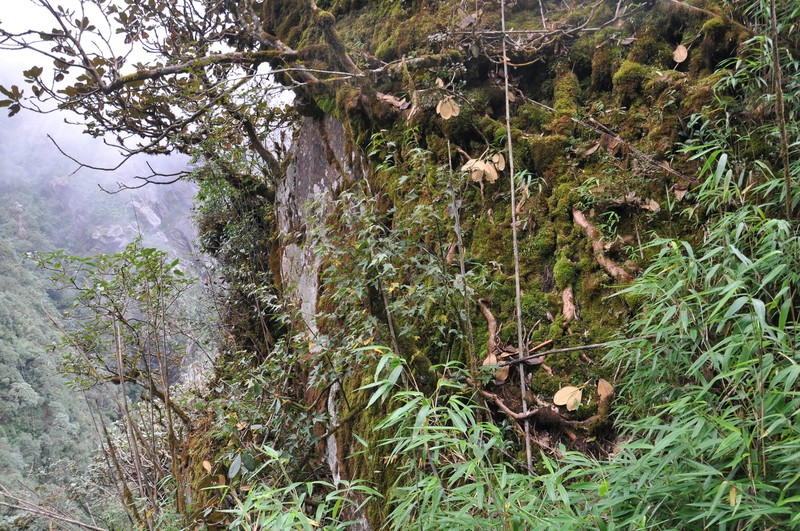 Rhododendron tephropeplum