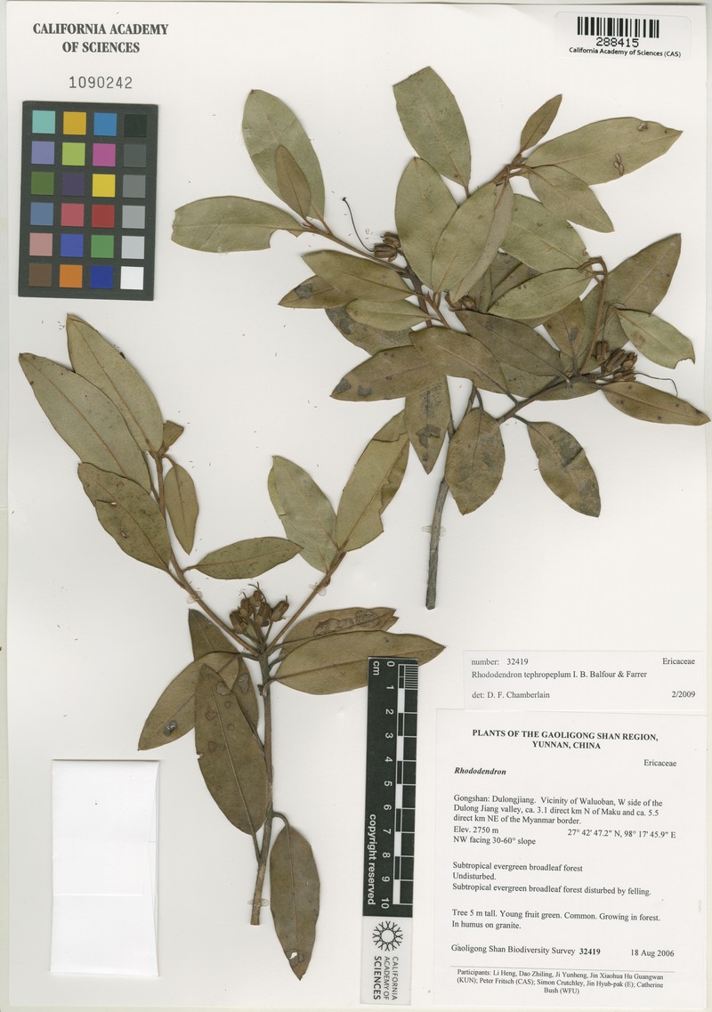 Rhododendron tephropeplum photo 2