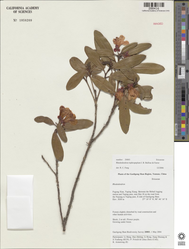 Rhododendron tephropeplum photo 3