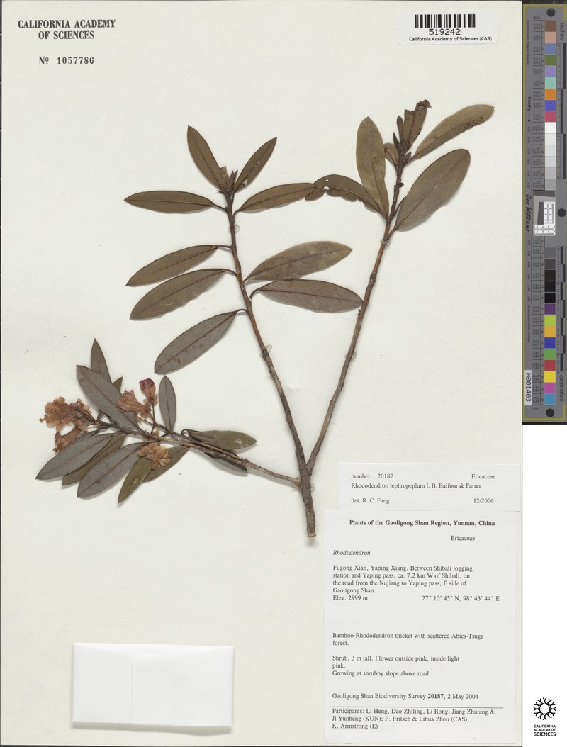 Rhododendron tephropeplum photo 4