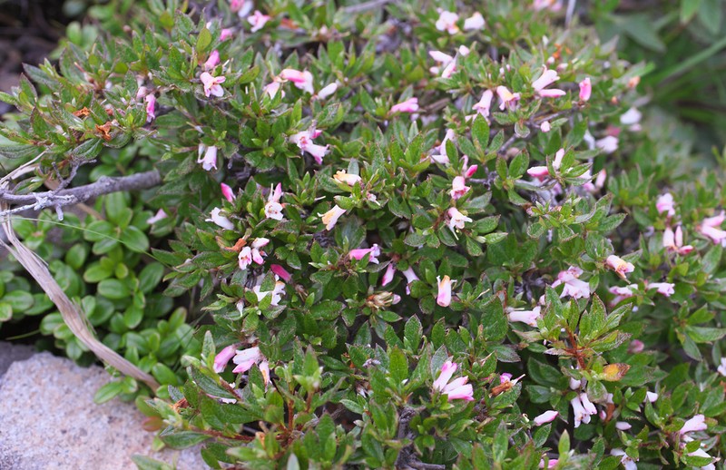 Rhododendron tetramerum