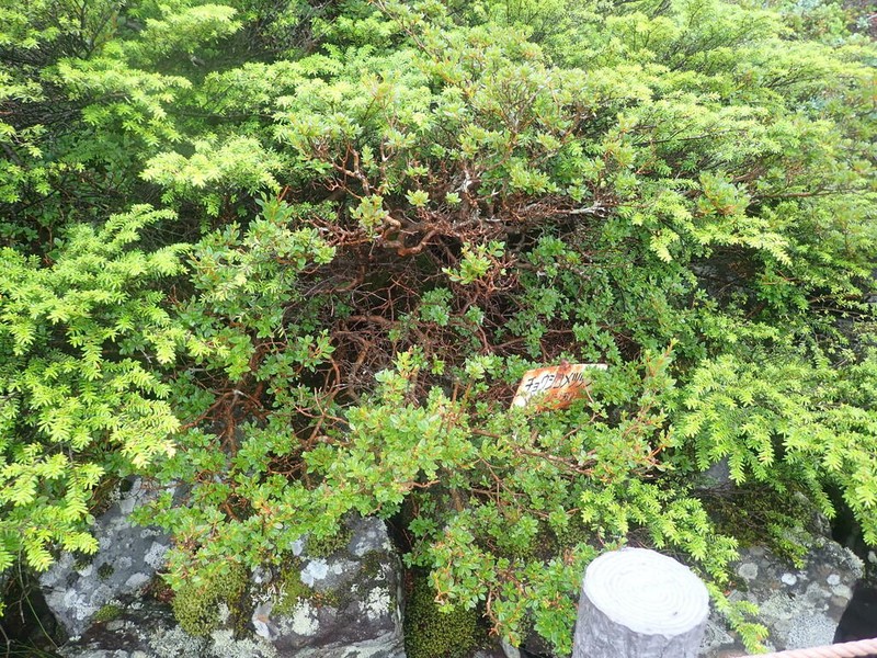 Rhododendron tetramerum photo 2