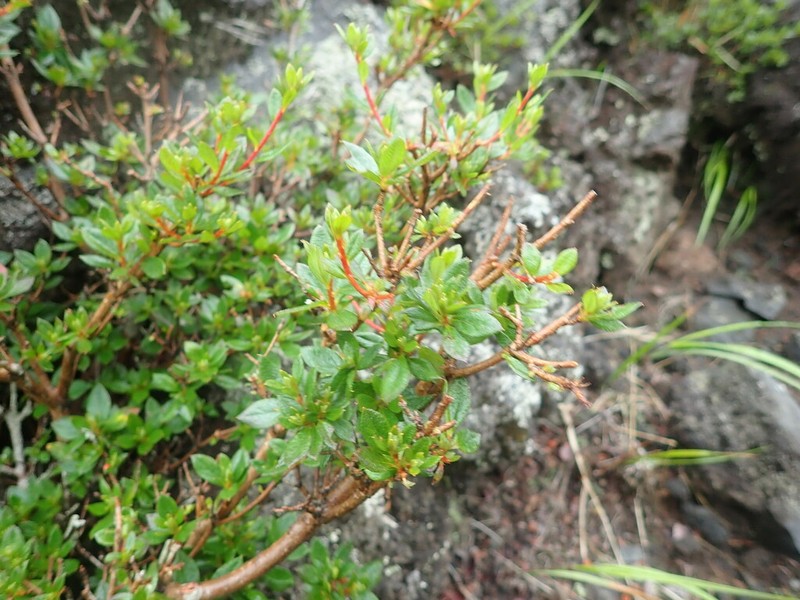 Rhododendron tetramerum photo 3
