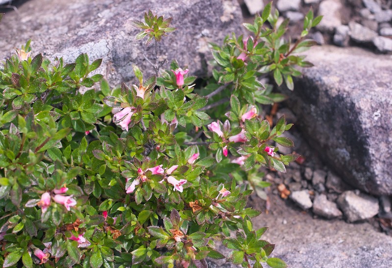 Rhododendron tetramerum photo 4