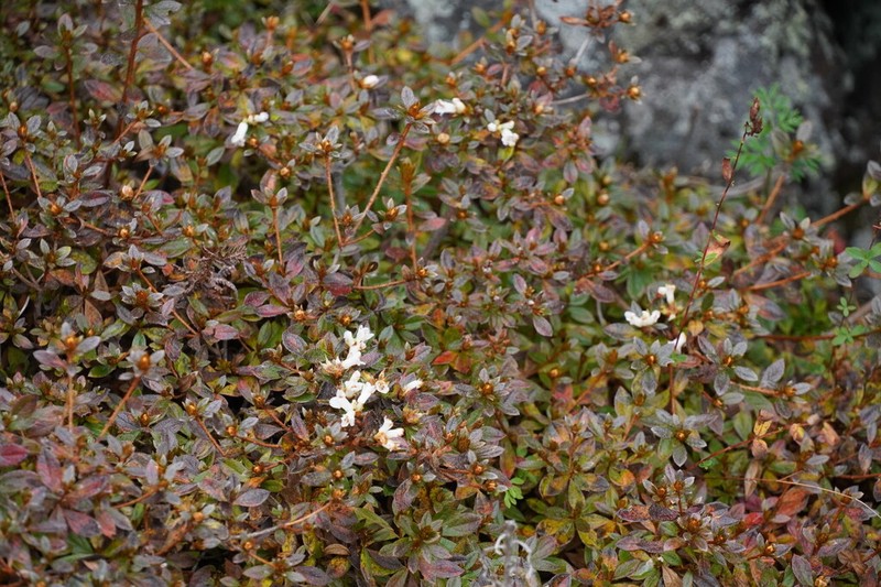 Rhododendron tetramerum photo 6