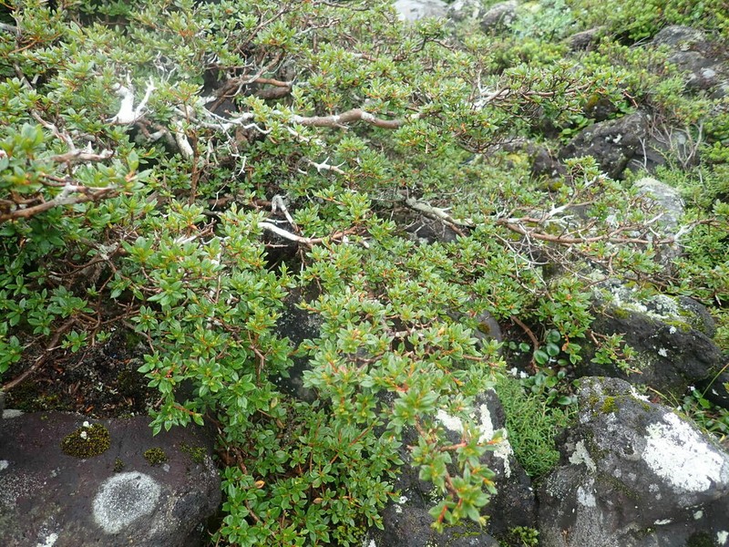 Rhododendron tetramerum photo 7