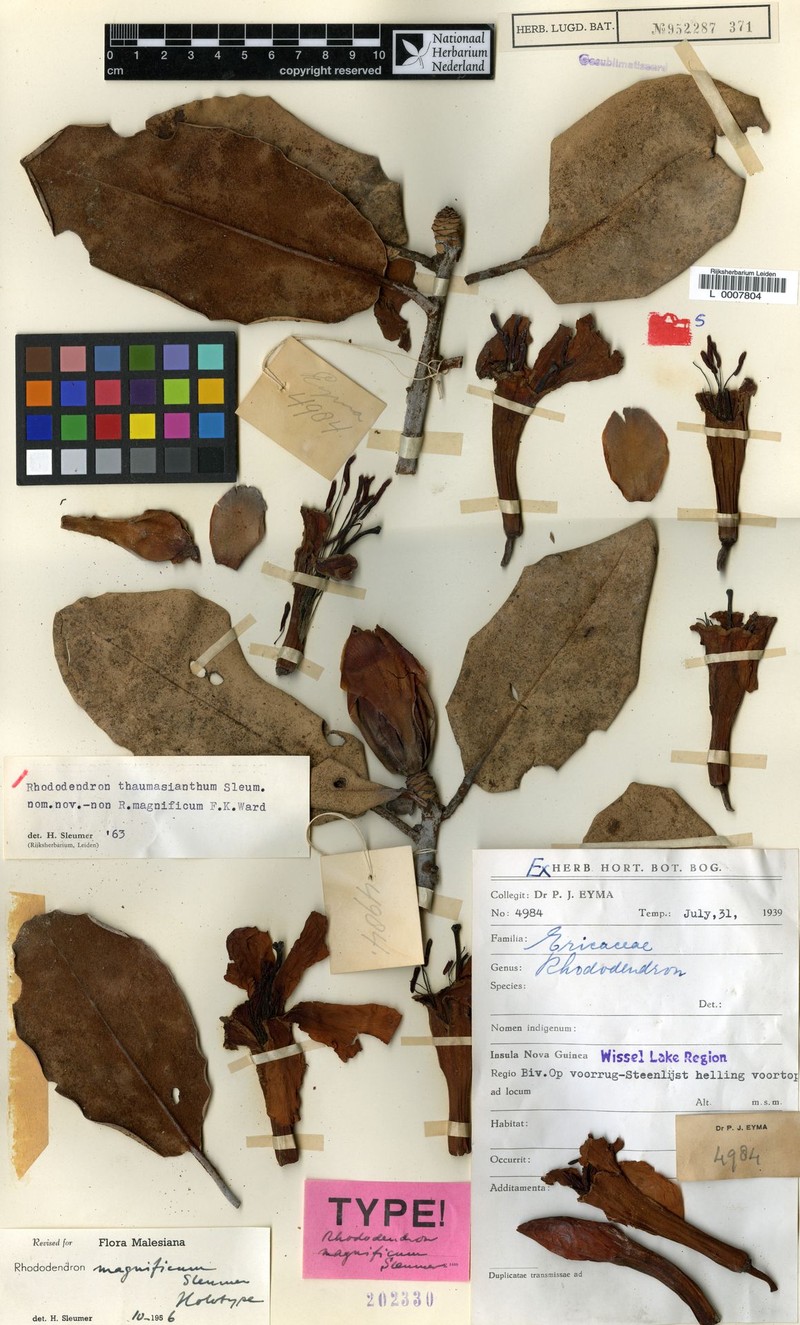 Rhododendron thaumasianthum