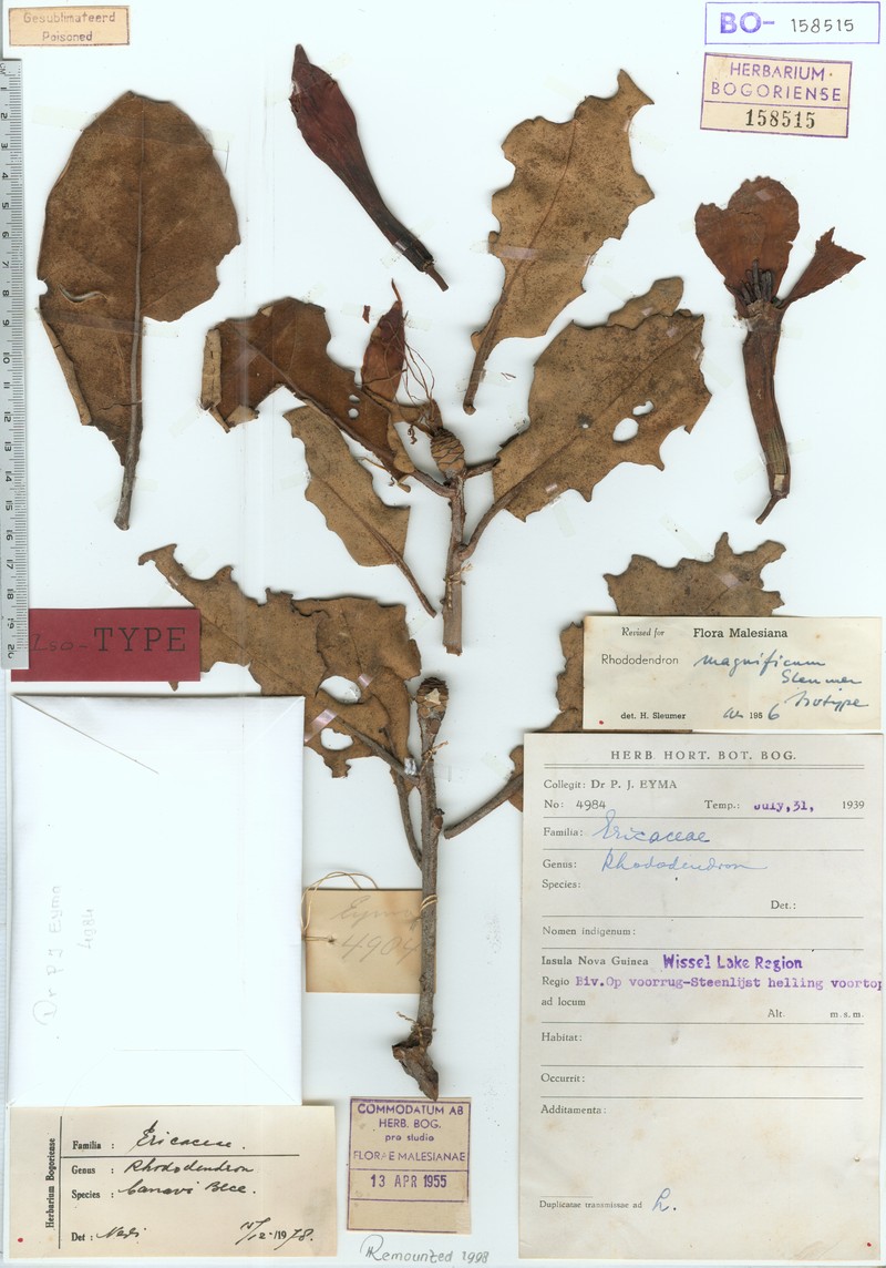 Rhododendron thaumasianthum photo 2