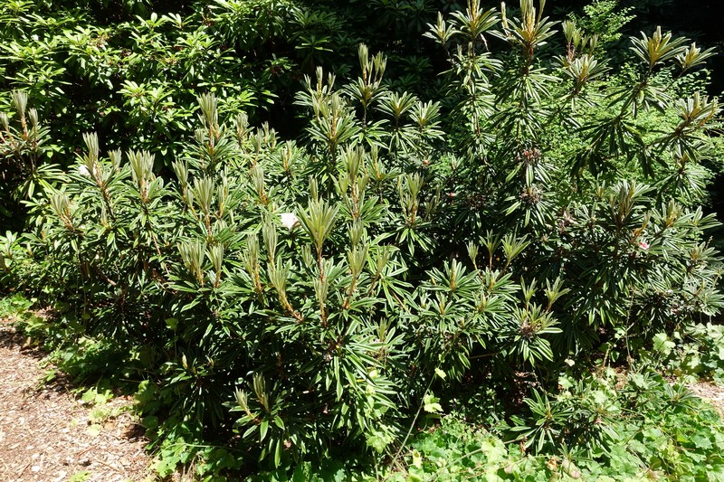 Rhododendron thayerianum photo 2