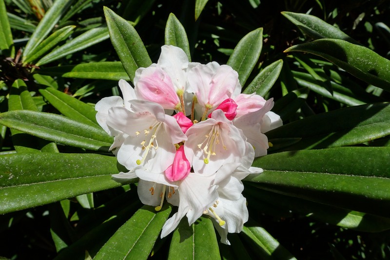 Rhododendron thayerianum photo 3