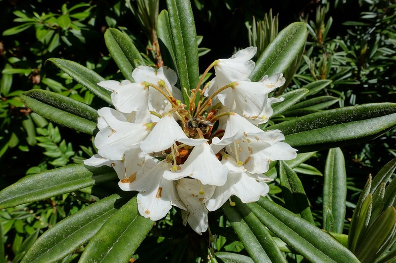 Rhododendron thayerianum photo 4