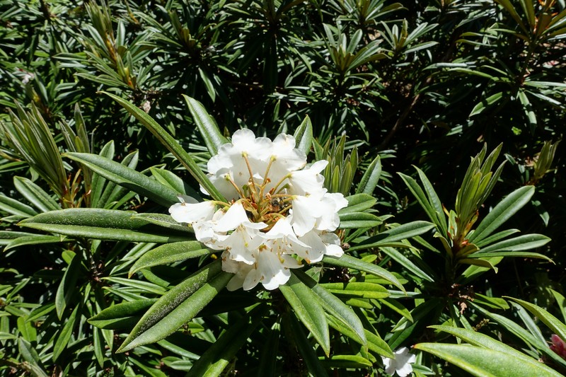 Rhododendron thayerianum photo 5
