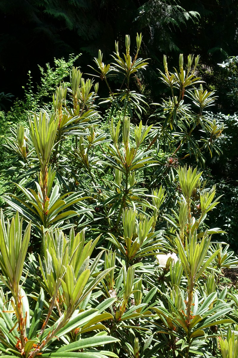 Rhododendron thayerianum photo 6