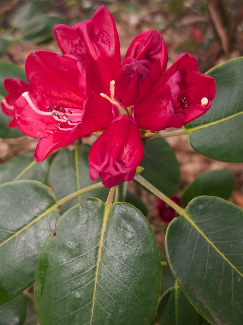 Rhododendron thomsonii