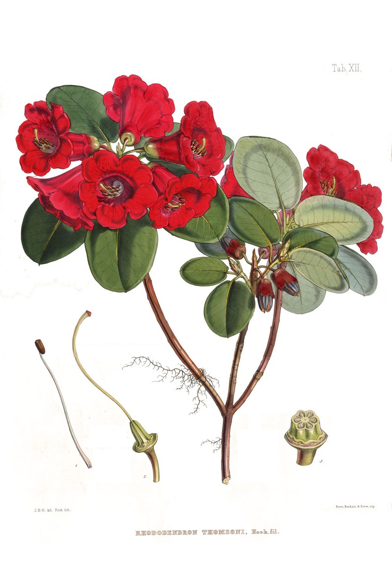 Rhododendron thomsonii photo 2