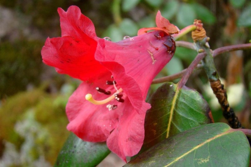 Rhododendron thomsonii photo 3