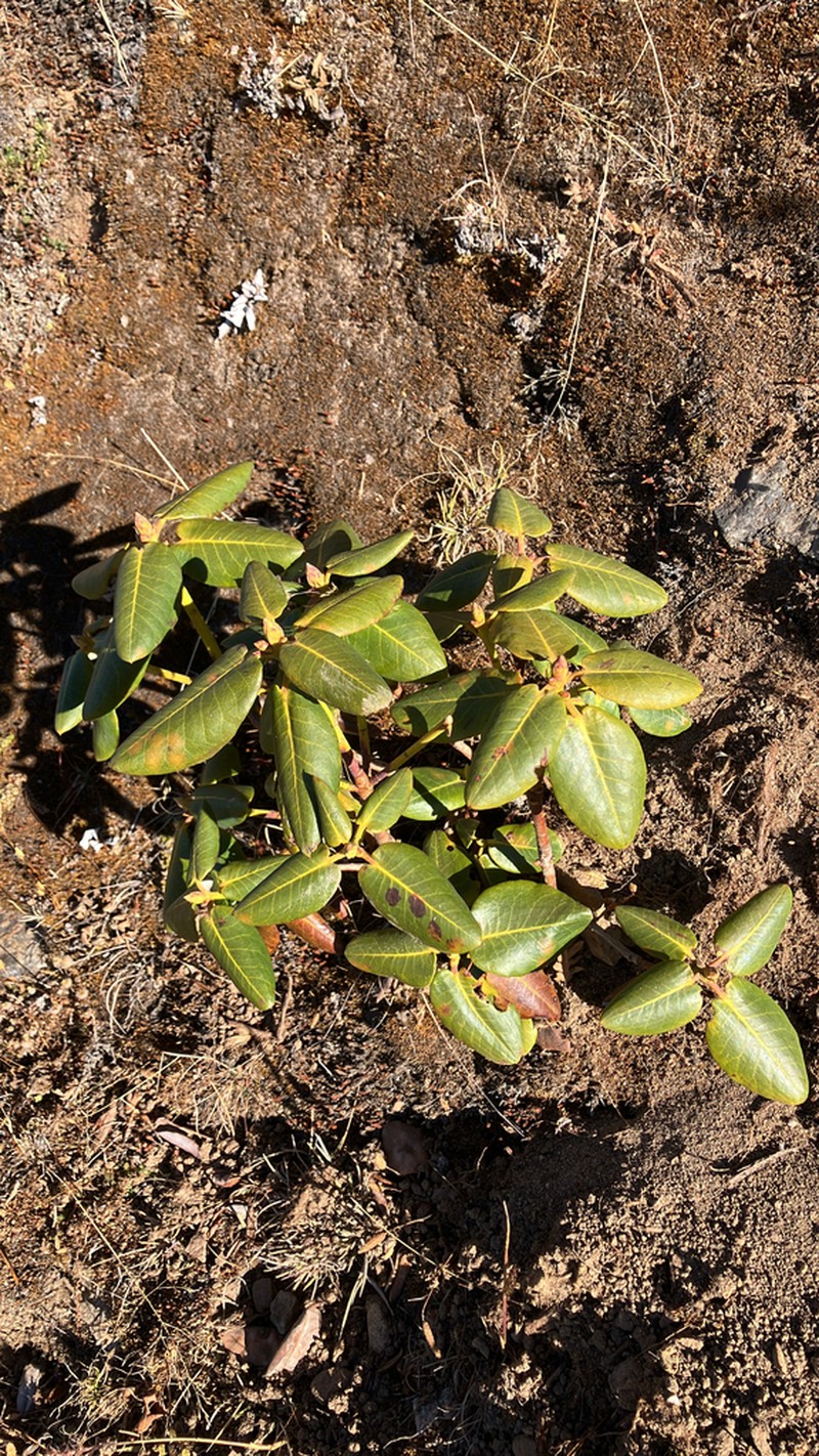 Rhododendron thomsonii photo 5