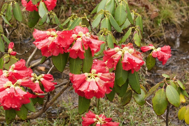 Rhododendron thomsonii photo 6