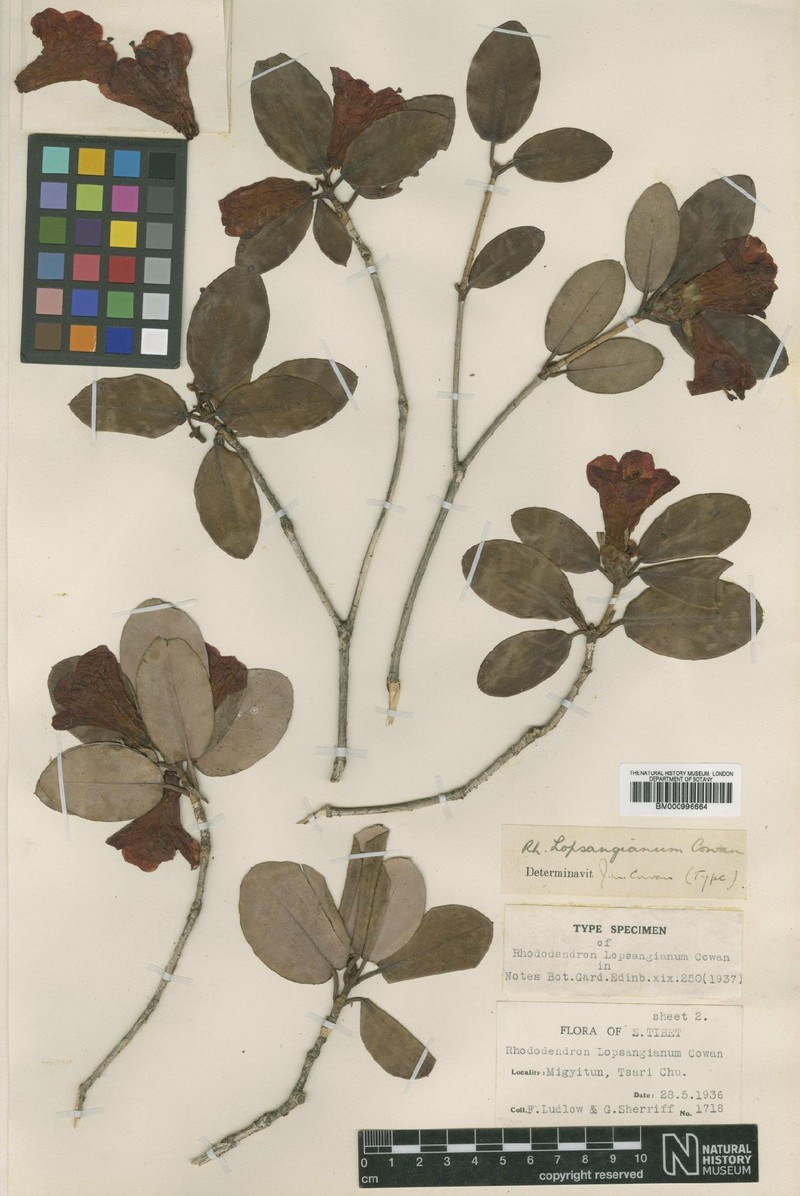 Rhododendron thomsonii subsp. lopsangianum