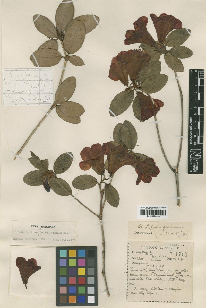 Rhododendron thomsonii subsp. lopsangianum photo 2