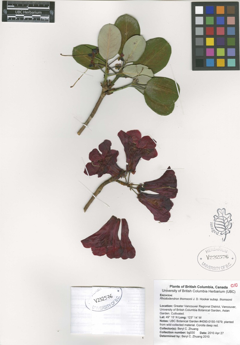 Rhododendron thomsonii subsp. thomsonii