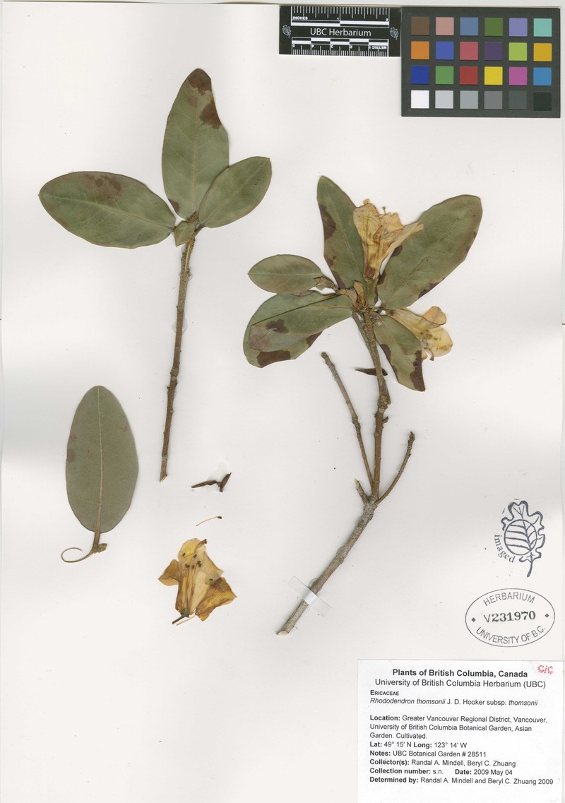 Rhododendron thomsonii subsp. thomsonii photo 2
