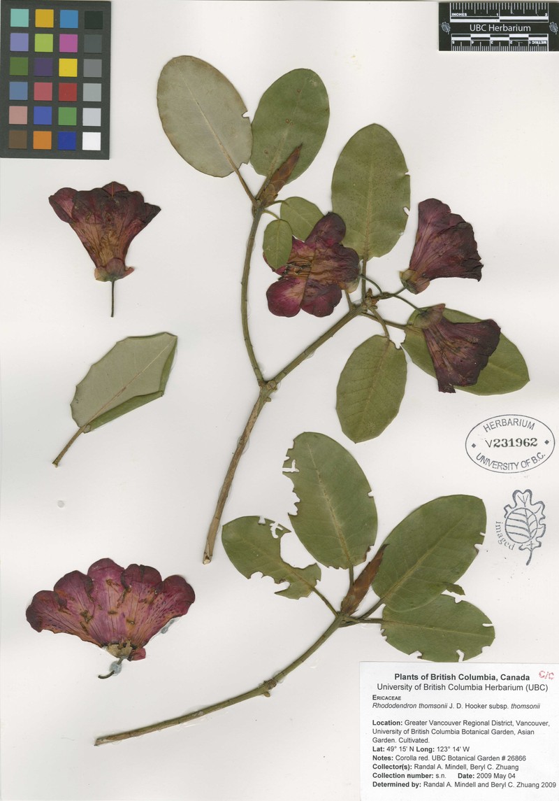 Rhododendron thomsonii subsp. thomsonii photo 3