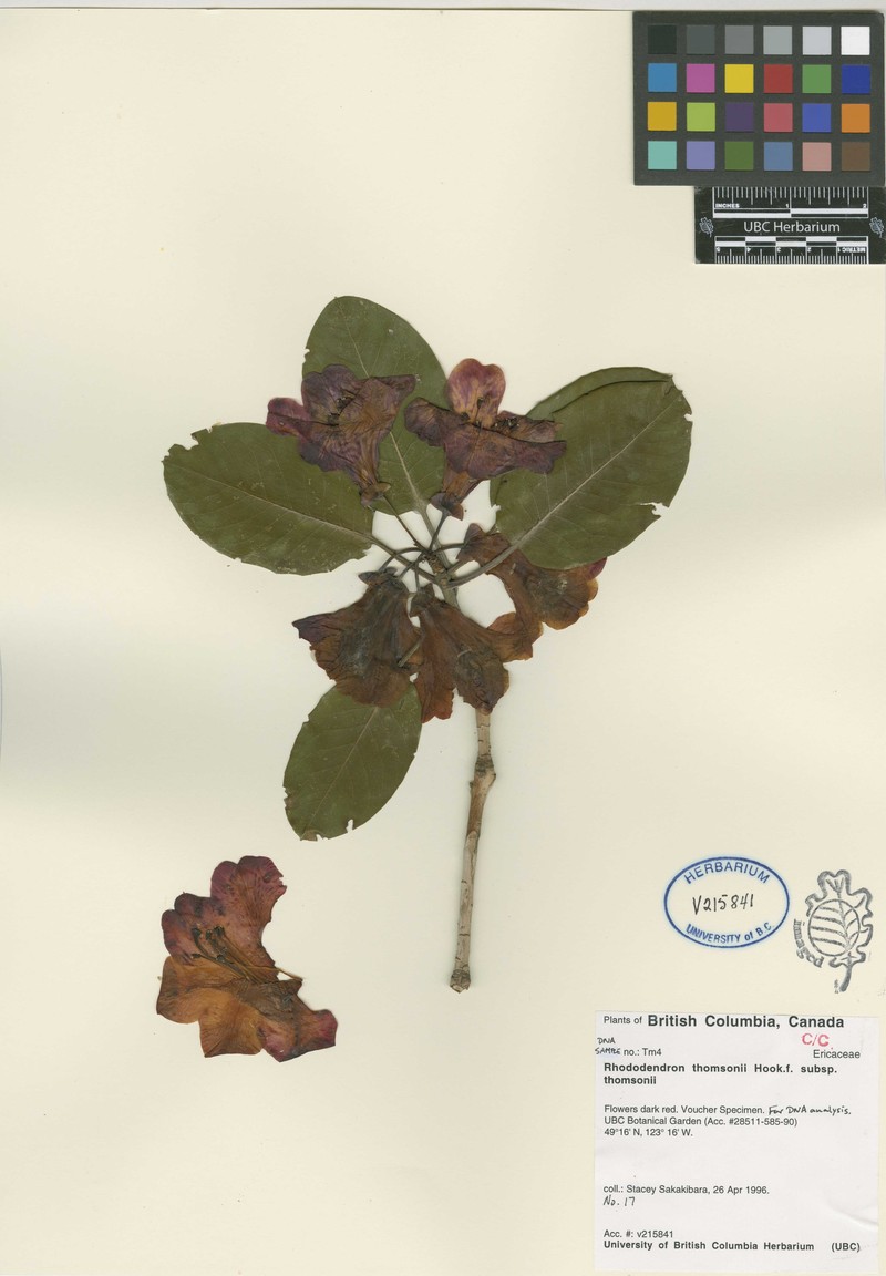 Rhododendron thomsonii subsp. thomsonii photo 5