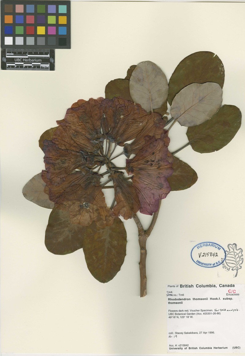 Rhododendron thomsonii subsp. thomsonii photo 6