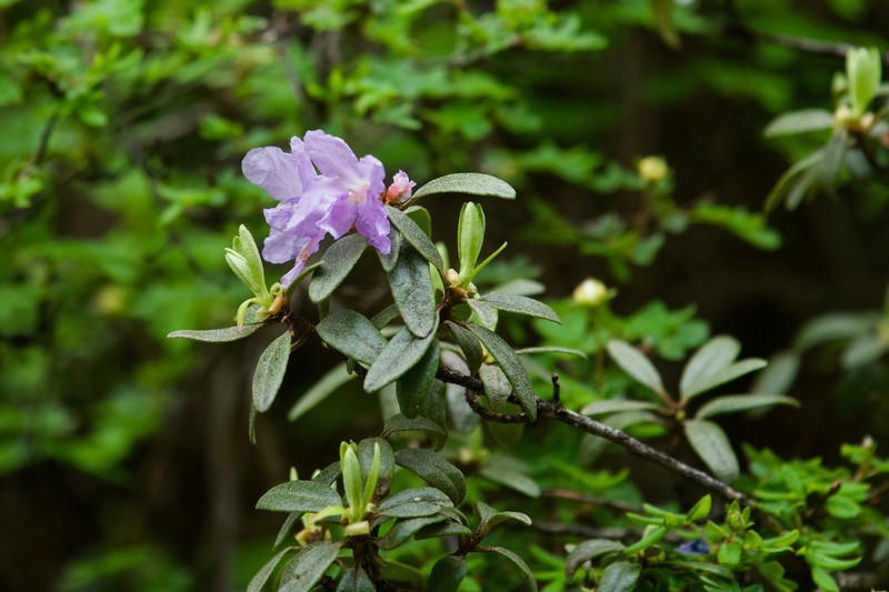 Rhododendron thymifolium photo 2