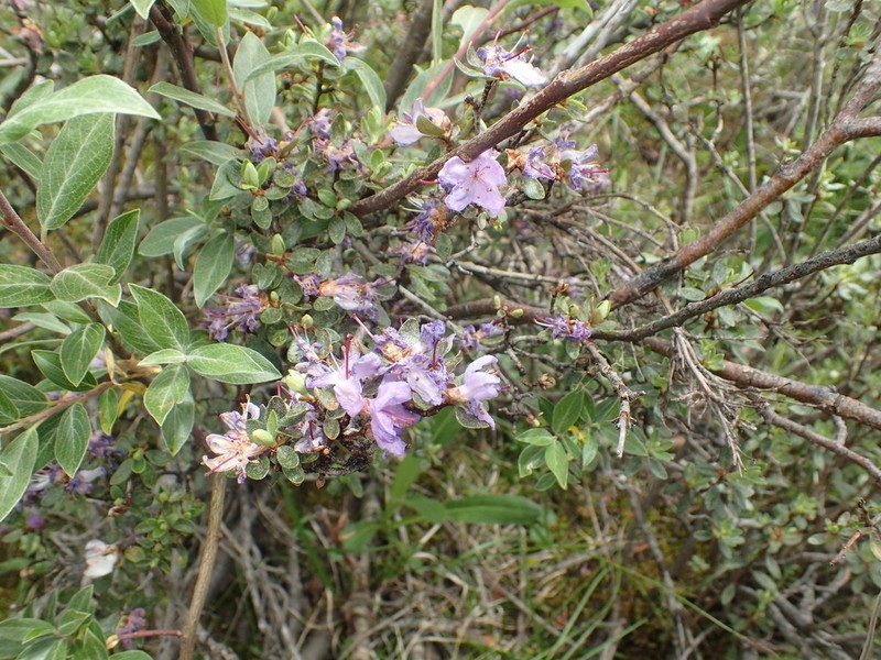 Rhododendron thymifolium photo 3