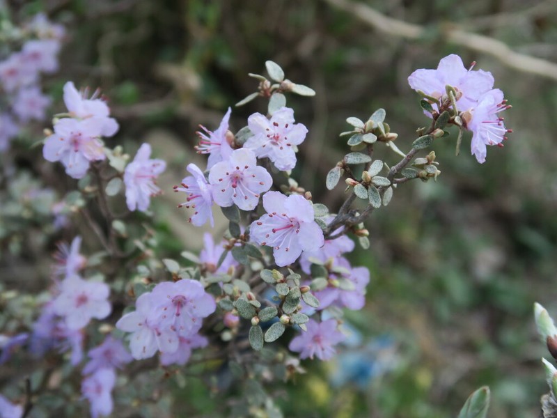 Rhododendron thymifolium photo 4