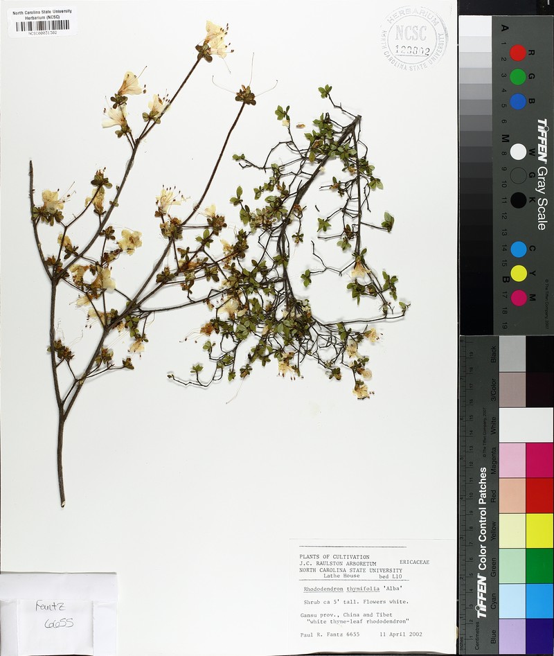 Rhododendron thymifolium photo 5